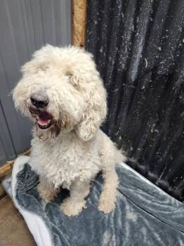 Standard Poodle Dogs Available for Adoption in Severance, Colorado - Jax | PetCurious