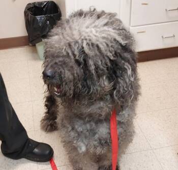 Ziggy -  Poodle and Australian Shepherd Dog for Adoption in Mocksville, North Carolina - Ziggy | PetCurious