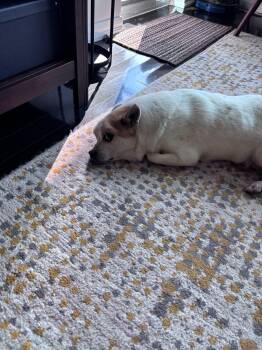 Pimpi -  Chihuahua and Spitz Dog for Adoption in Erin, Ontario - Pimpi | PetCurious