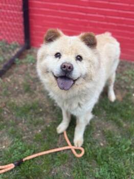 Mixed Breed Dogs Available for Adoption in West Chester, Pennsylvania - Ciao | PetCurious