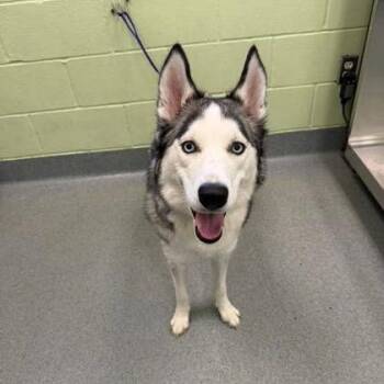 Husky Dogs Available for Adoption in Wadena, Minnesota - Eve | PetCurious