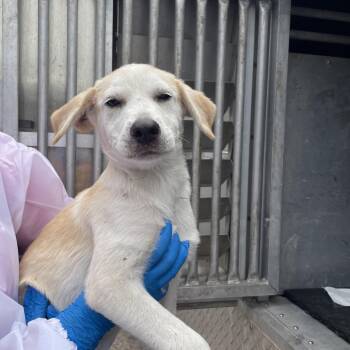 Kermit -  Shepherd Dog Available for Adoption in Edinburg, Texas - Kermit | PetCurious