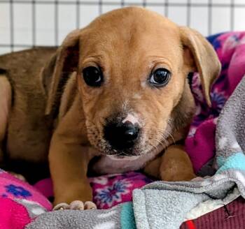 Blair -  Mixed Breed Dog for Adoption in St. Augustine, Florida - Blair | PetCurious