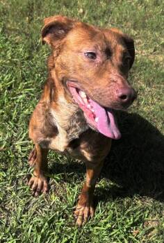 SYLVIE -  Hound and Mixed Breed Dog for Adoption in Grovetown, Georgia - SYLVIE | PetCurious
