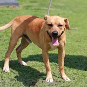 Butters -  Mixed Breed Dog Available for Adoption in Atlanta, Georgia - Butters | PetCurious