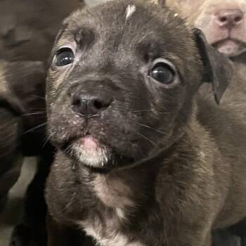 Pickles -  Pit Bull Terrier Dog for Adoption in Richmond Hill, Georgia - Pickles | PetCurious