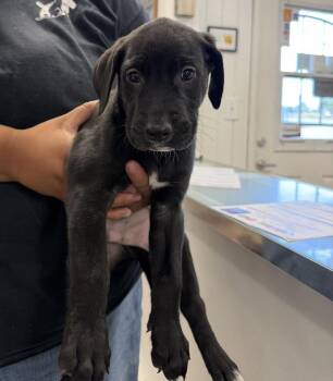 Garth -  Great Dane and Golden Retriever Dog for Adoption in Ontario, California - Garth | PetCurious