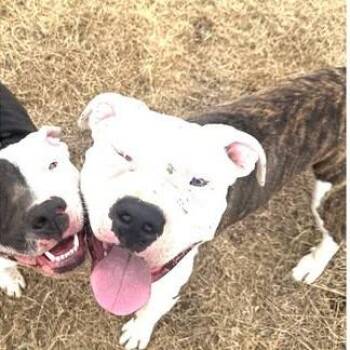 Apollo -  Pit Bull Terrier and Mixed Breed Dog for Adoption in Brock, Texas - Apollo | PetCurious