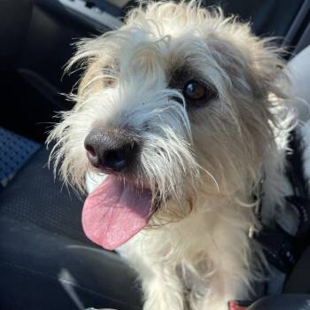 Hickory -  Terrier and Mixed Breed Dog for Adoption in New York, New York - Hickory | PetCurious