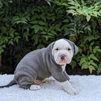 Pit Bull Terrier and Mixed Breed Dogs Available for Adoption in Tyrone, Georgia - Mango Moo Moo 03-1011 | PetCurious