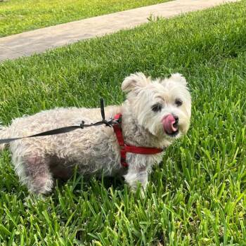 Khloe -  Terrier and Maltese Dog for Adoption in Houston, Texas - Khloe | PetCurious