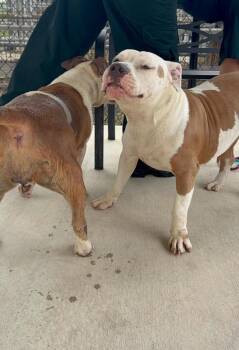 Mary -  American Bulldog Dog Available for Adoption in Lakeland, Florida - Mary | PetCurious