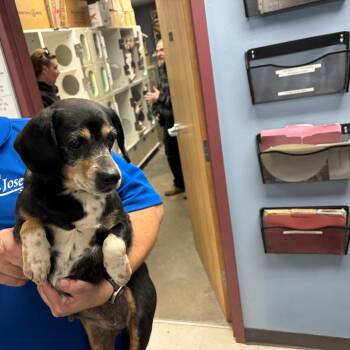 Terrier and Mixed Breed Dogs Available for Adoption - Sadie | PetCurious