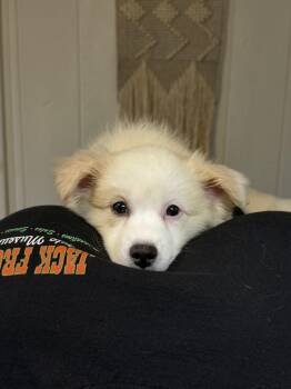 Eevee -  American Eskimo Dog and Papillon Dog for Adoption - Eevee | PetCurious