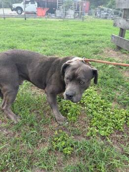 Bobbie -  Pit Bull Terrier Dog for Adoption in Wauchula, Florida - Bobbie | PetCurious