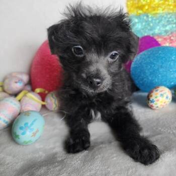 Chihuahua Dogs Available for Adoption - Rebel | PetCurious