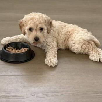 ANNIE -  Mixed Breed Dog for Adoption in San Juan Capistrano, California - ANNIE | PetCurious