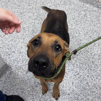 Skya -  Shepherd Dog for Adoption in Chicago, Illinois - Skya | PetCurious