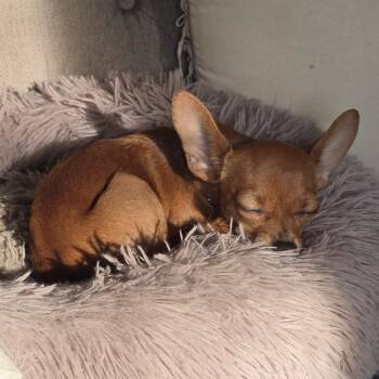 Sweet pea -  Chihuahua Dog for Adoption in Wappingers Falls, New York - Sweet Pea | PetCurious