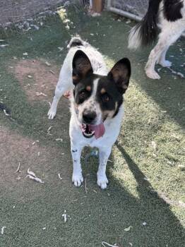 Alloy -  Australian Cattle Dog Blue Heeler and Border Collie Dog for Adoption in Bend, Oregon - Alloy | PetCurious