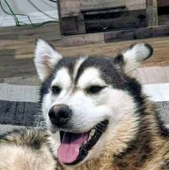 Husky Dogs Available for Adoption in Niagara Falls, Ontario - Nova (20260513-03) | PetCurious