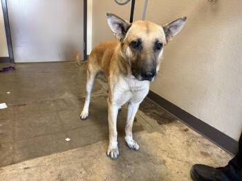 GLACIER -  Siberian Husky and German Shepherd Dog Dog for Adoption in Ontario, California - GLACIER | PetCurious