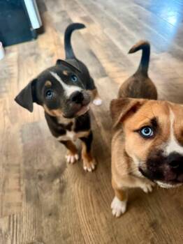 Henrietta - Nuggets litter -  American Staffordshire Terrier Dog for Adoption in Holly Springs, North Carolina - Henrietta - Nuggets Litter | PetCurious