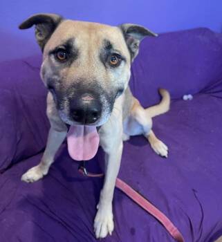 Beau -  Mixed Breed and Black Mouth Cur Dog for Adoption in Austin, Texas - Beau | PetCurious