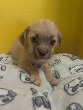 Miss Piggy -  Terrier and Chihuahua Dog for Adoption in Houston, Texas - Miss Piggy | PetCurious