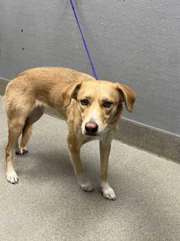 Rescue German Shepherd Dog and Mixed Breed Dogs for Adoption in Las Vegas, Nevada - JOURNEY | PetCurious