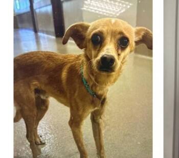 Chihuahua Dogs Available for Adoption in Copiague, New York - Fennel | PetCurious