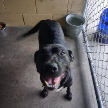 Big Momma -  English Bulldog Dog for Adoption in Lyons, Georgia - Big Momma | PetCurious