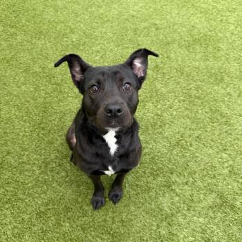 Mixed Breed Dogs Available for Adoption in Titusville, Florida - Cricket | PetCurious