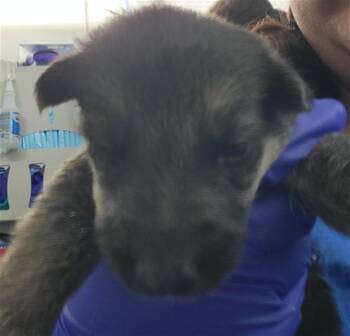 Rescue Mixed Breed Dogs for Adoption in Dallas, Texas - HADES | PetCurious