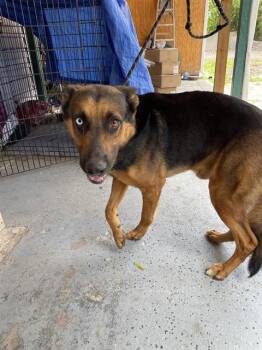 BULLSEYE -  Mixed Breed Dog for Adoption in Palmetto, Florida - BULLSEYE | PetCurious