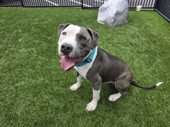 SAILOR -  Pit Bull Terrier and Mixed Breed Dog for Adoption in Santa Clara, California - SAILOR | PetCurious