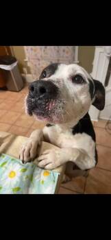 Rescue Pit Bull Terrier Dogs for Adoption in Terre Haute, Indiana - Pitty Pablo | PetCurious