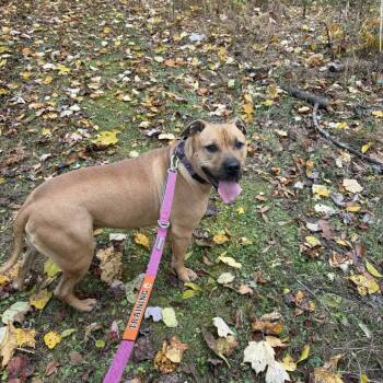 Rescue Boxer and Mastiff Dogs for Adoption in Lancaster, Ohio - Lynyrd Skynrd | PetCurious