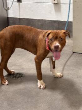 SOX -  Pit Bull Terrier Dog for Adoption - SOX | PetCurious