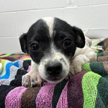 Duke -  Rat Terrier and Mixed Breed Dog for Adoption in Corpus Christi, Texas - Duke | PetCurious