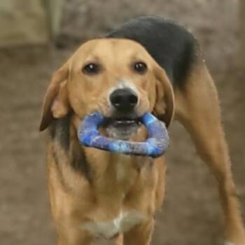 Lance -  Hound Dog for Adoption in Portsmouth, Ohio - Lance | PetCurious