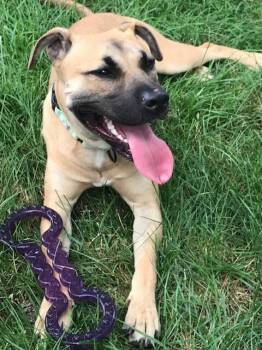 Mia -  Mixed Breed Dog for Adoption in Cincinnati, Ohio - Mia | PetCurious
