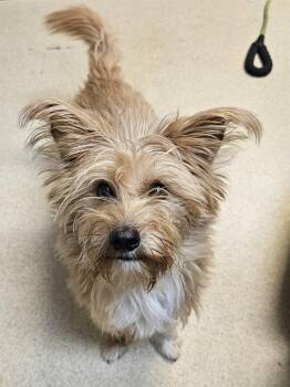 Rescue Norwich Terrier Dogs for Adoption in Tulsa, Oklahoma - BO | PetCurious