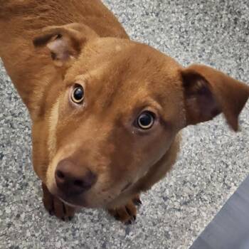 Labrador Retriever Dogs Available for Adoption - Firefly | PetCurious