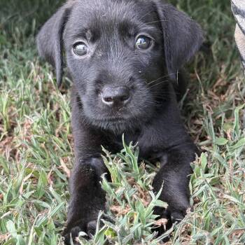 Mickey -  Labrador Retriever and Weimaraner Dog for Adoption - Mickey | PetCurious