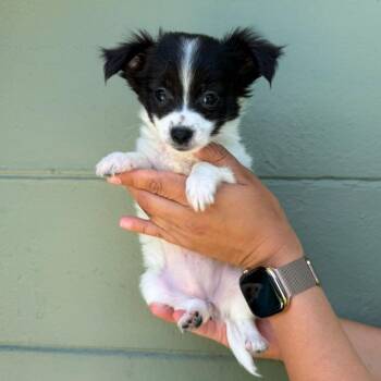 Chihuahua and Jack Russell Terrier Dogs Available for Adoption in Tampa, Florida - Ginger Lou | PetCurious