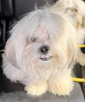 Junior -  Shih Tzu Dog for Adoption in Parker, Colorado - Junior | PetCurious