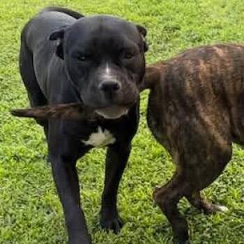 Nate -  Boxer and Pit Bull Terrier Dog for Adoption in Tonasket, Washington - Nate | PetCurious