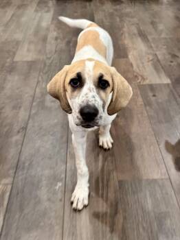 GRETA -  Hound and Mixed Breed Dog for Adoption in Seale, Alabama - GRETA | PetCurious