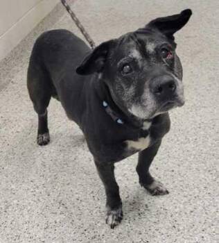 Blaine -  Mixed Breed Dog Available for Adoption in Kansas City, Missouri - Blaine | PetCurious